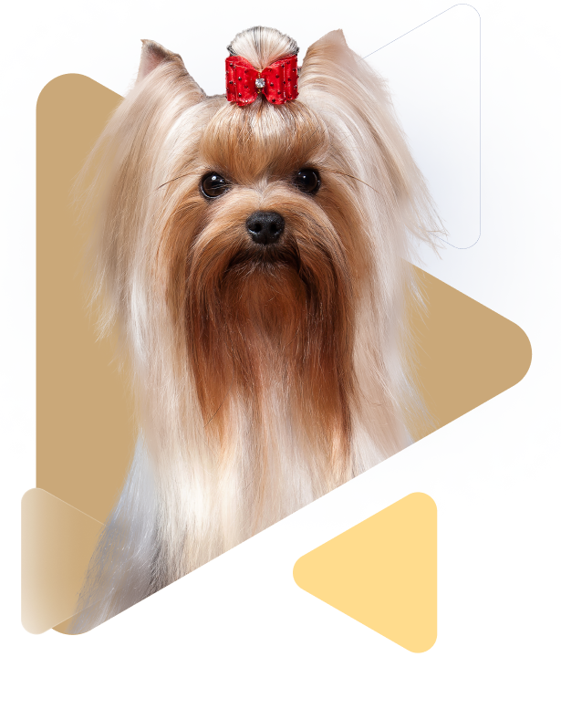Ésteres etílicos e triacilgliceróis de óleos de girassol, crambe e abacate, que formam um filme uniforme, atuando como um repositor lipídico essencial, promovendo saúde e brilho ao pelo de cães e gatos.
